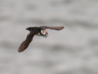 Thumbnail of Puffin